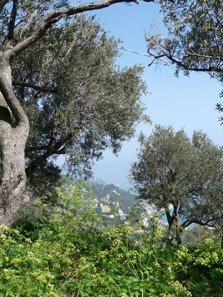 Alassio