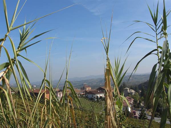 Langhe