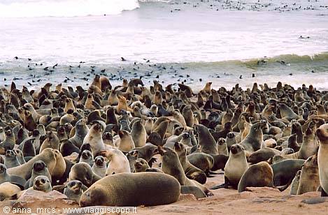 Sea lions at Cape Cross