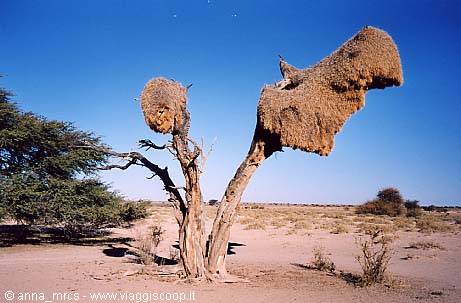 Weaver bird's nest