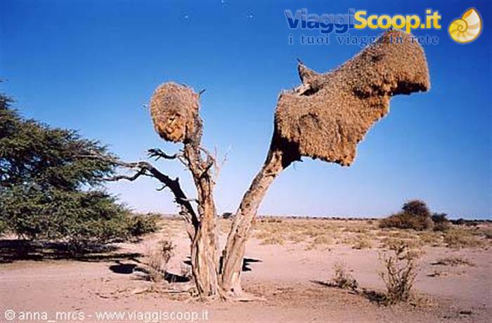 Weaver bird's nest