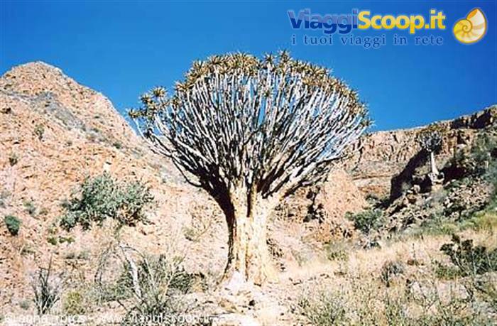 Quiver Tree along the Waterkloof Trail (Naukluft Mountain)