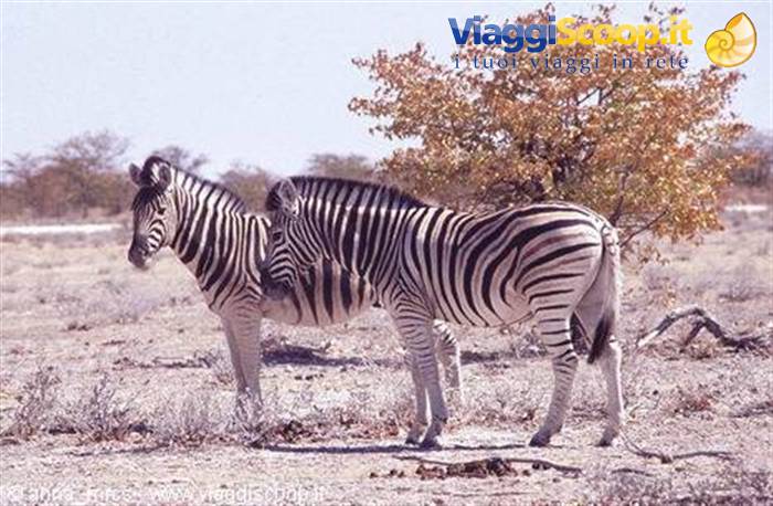 Zebras in Etosha National Park