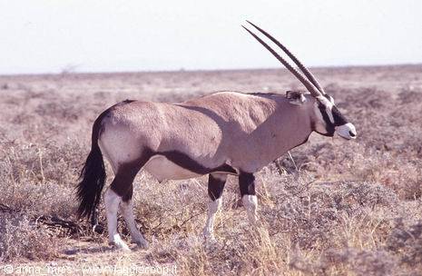 Oryx in Etosha National Park