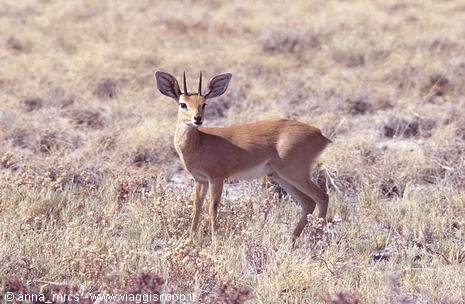 Steenbok in Etosha National Park