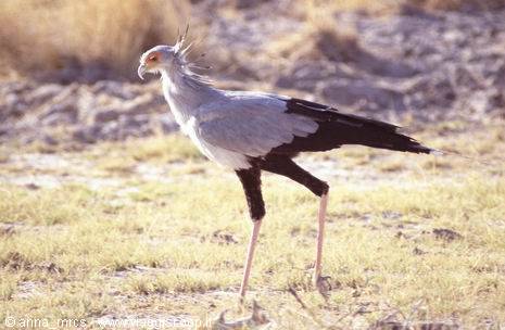 Snake park in Etosha National park near Namutoni