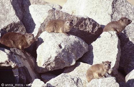 Proravie near Ai-Ais (Fish-River-Canyon National Park)