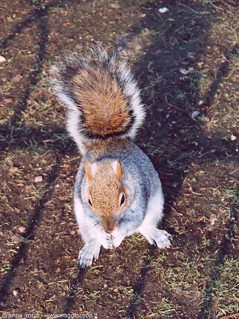 Squirrel 