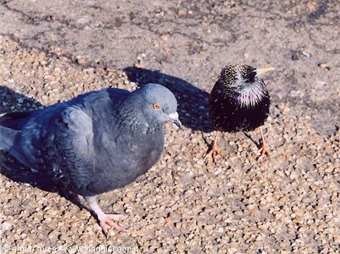 Starling at St. James Park