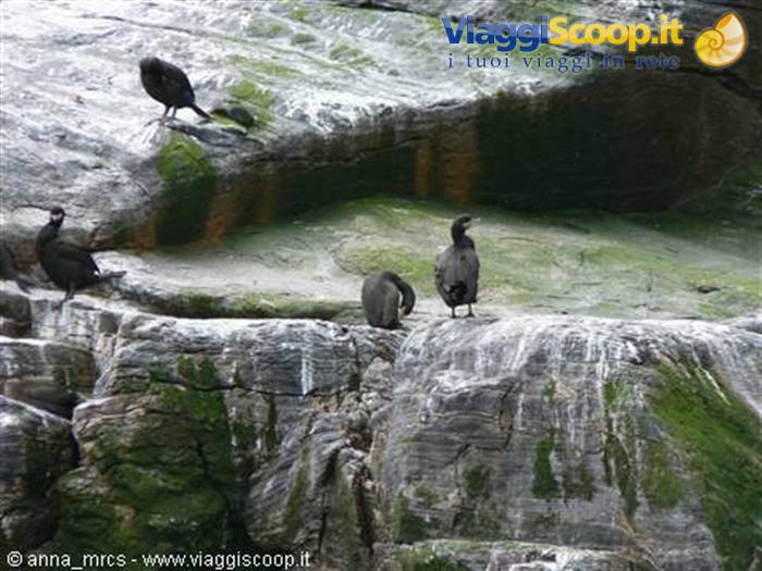 Cormorants