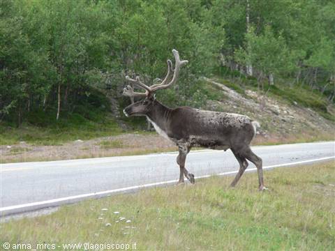 Reindeer