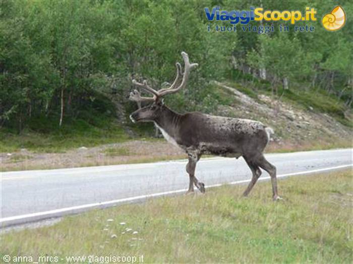 Reindeer