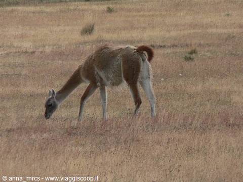 Guanaco