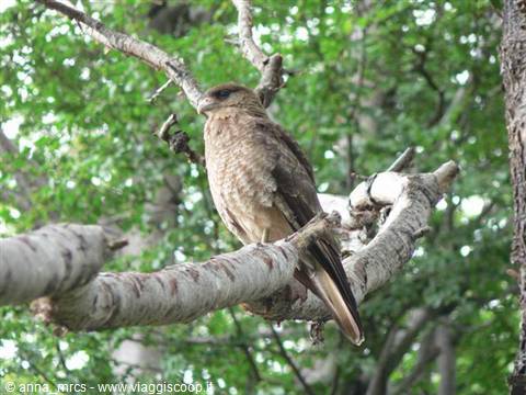 Caracara Chimanco
