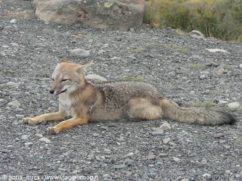 Patagonian Fox