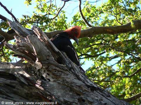 Magellanic Woodpecker