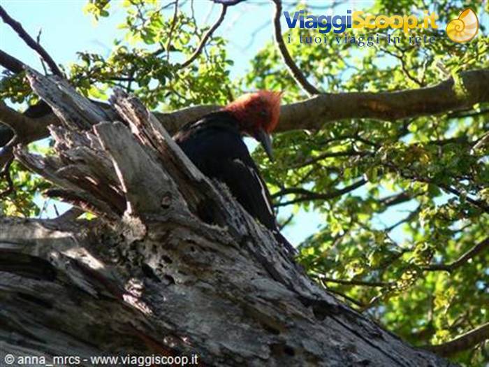 Magellanic Woodpecker