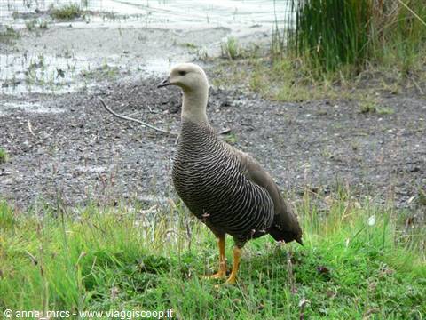 Upland Goose
