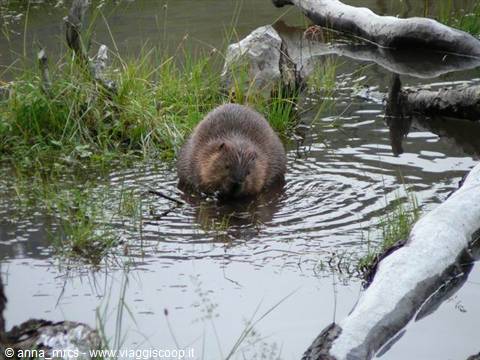 Beaver