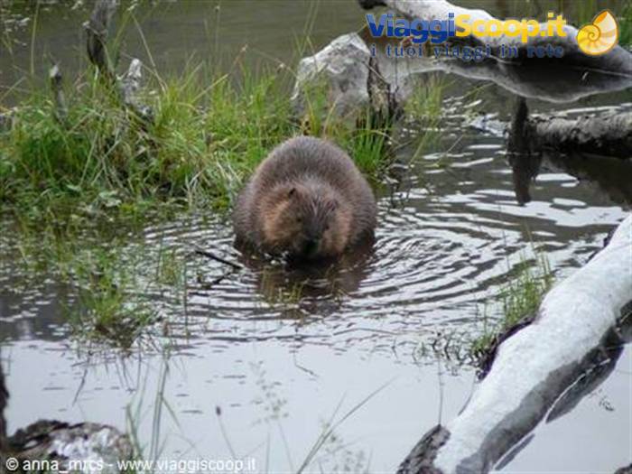 Beaver