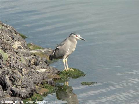 Night Heron