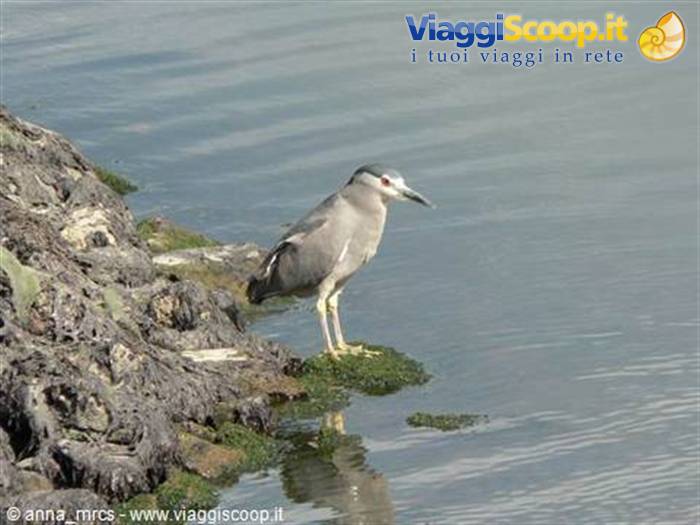 Night Heron