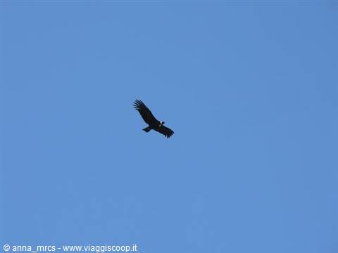 Andean Condor