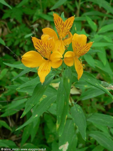 A little flower…