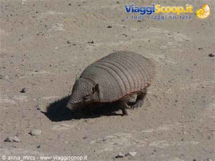 Armadillo