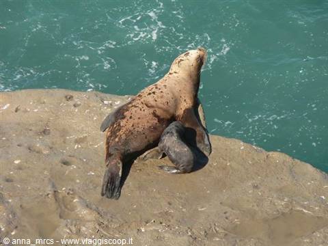 Sea Lions – Valdes Peninsula