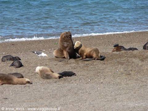 Sea Lions – Valdes Peninsula