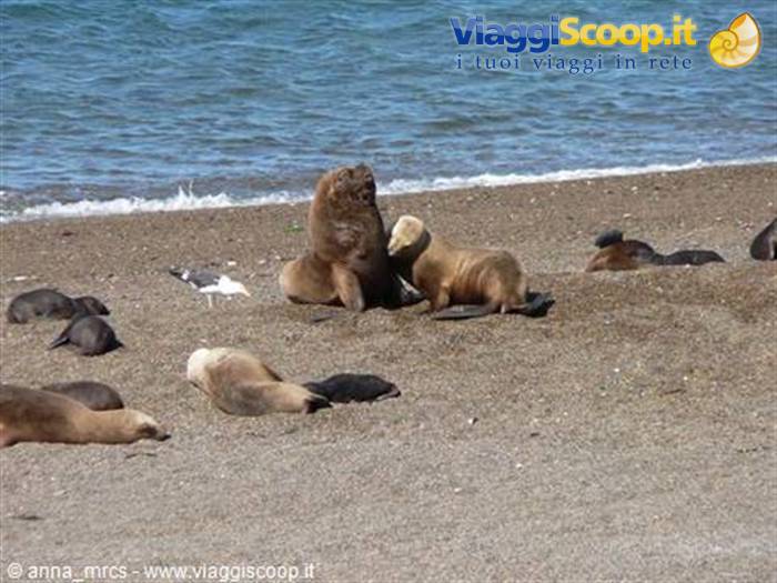 Sea Lions – Valdes Peninsula