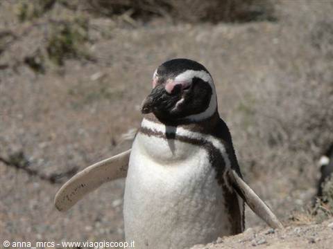 Magellanic Penguin – Valdes Peninsula