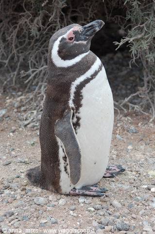 Magellanic Penguin (Punta Tombo)