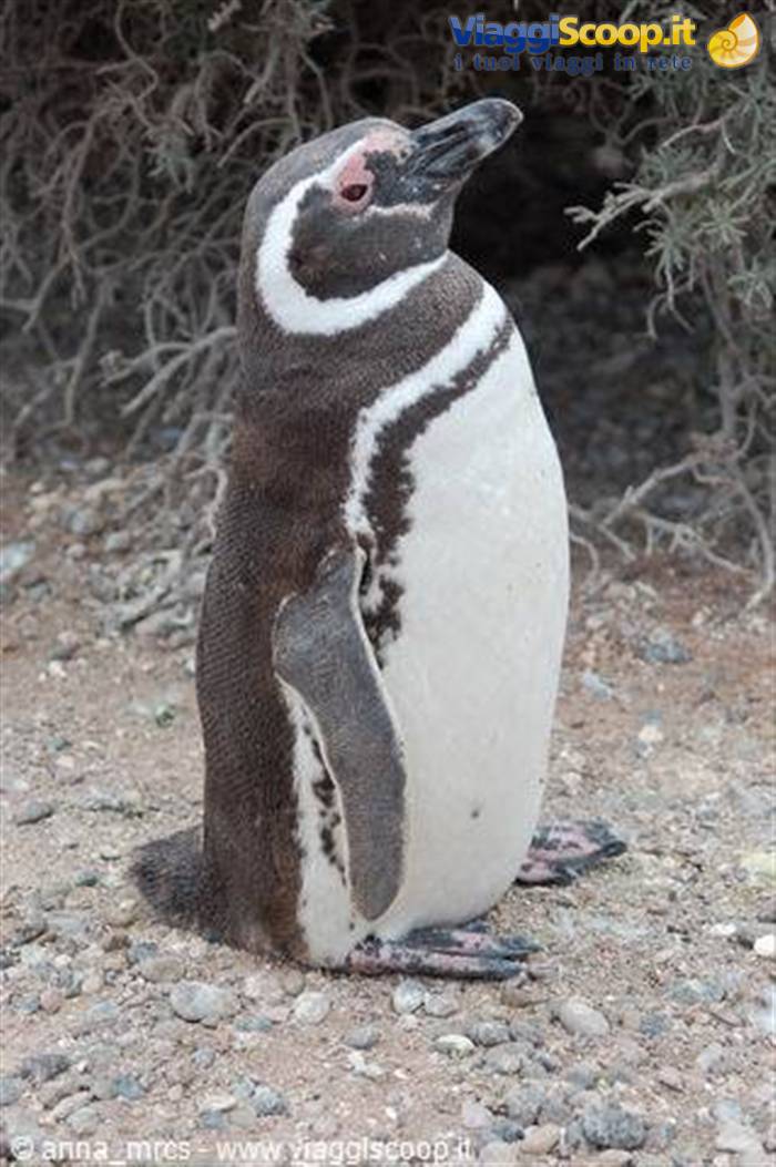 Magellanic Penguin (Punta Tombo)