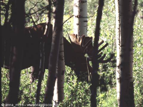 Moose