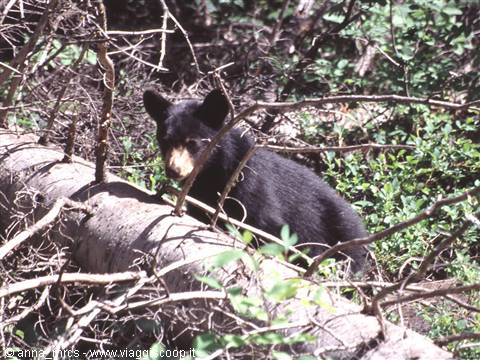 Brown Bear