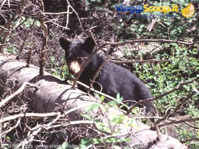 Brown Bear