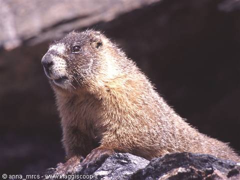 Marmot