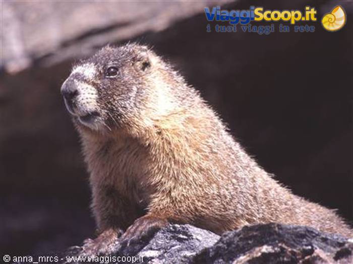 Marmot