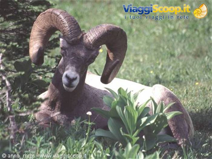 Bighorn sheep