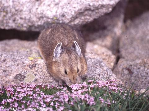 Pika
