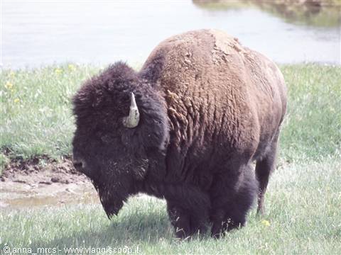 Bison