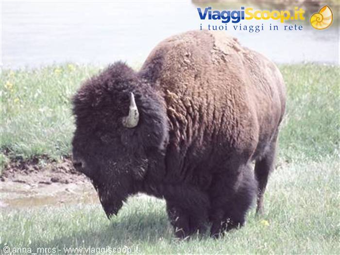 Bison