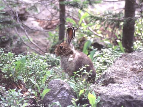 Hare