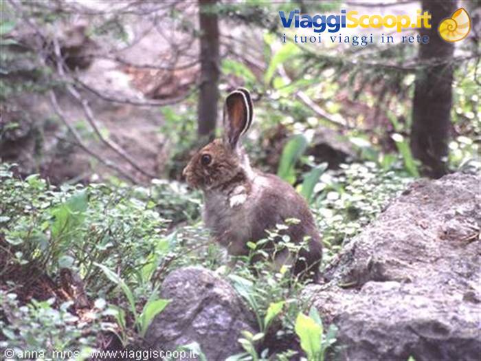 Hare