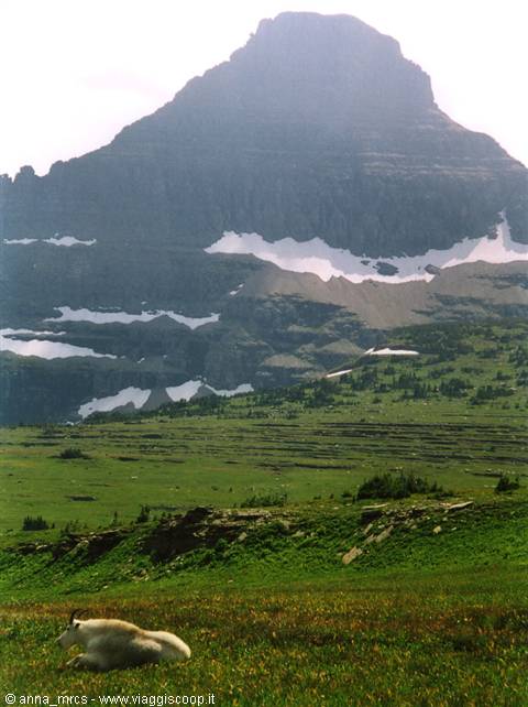 Reynolds Mountain and Mountain Goat 