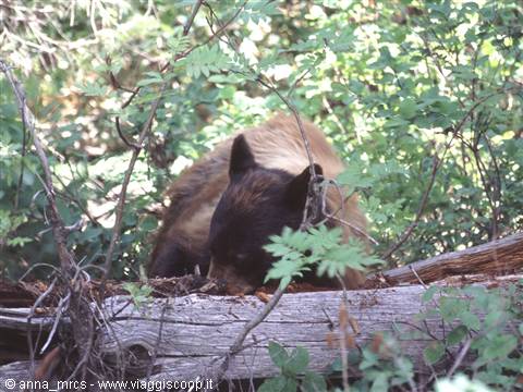 Brown Bear