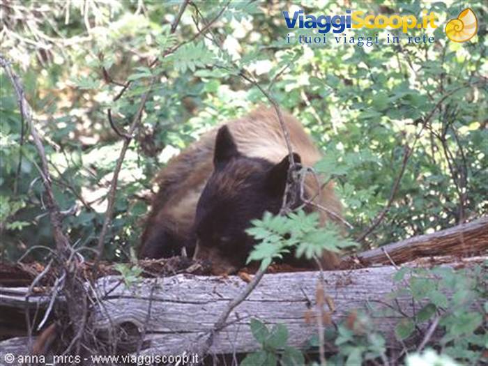 Brown Bear