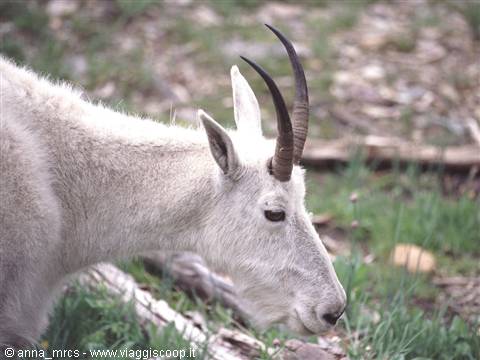 Mountain Goat